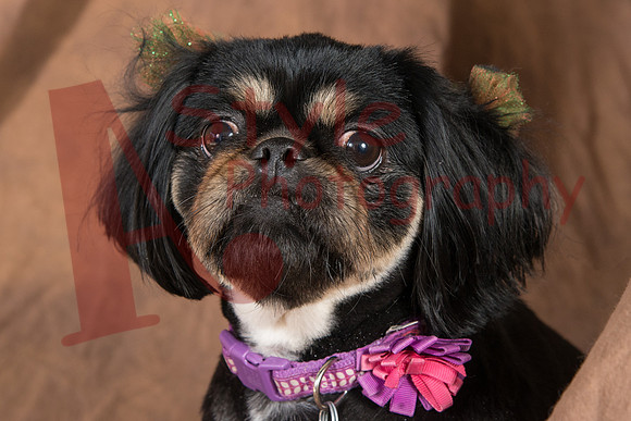 10-17BaileyBentleyBella-2729-6914