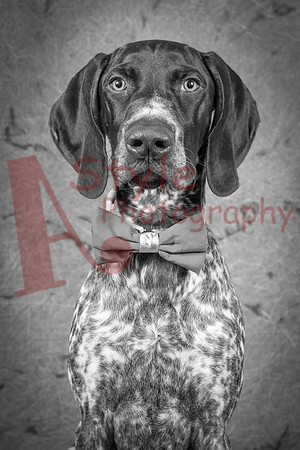 11-22Gustav0797-33686-2