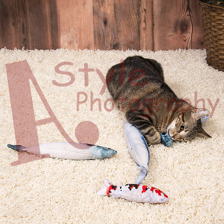 5-18NaturalToy4Cat-5657