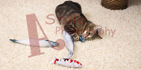 5-18NaturalToy4Cat-5657-2