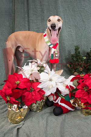 11-15TrumanPoppy1270-1