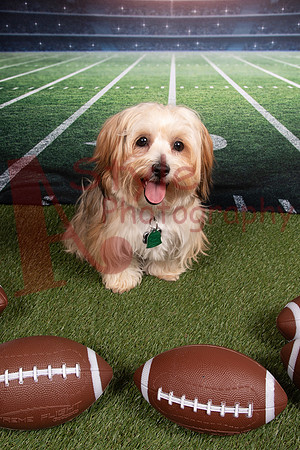 2-24CreeganCanineRescue-1043