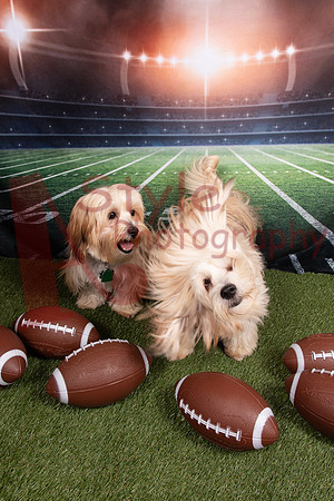 2-24CreeganCanineRescue-1051-61082