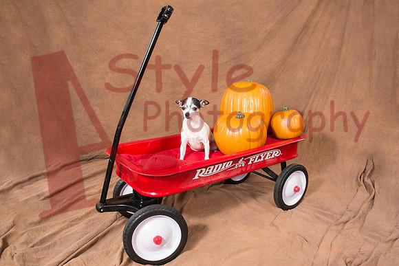 11-17Roxie-3711-7289