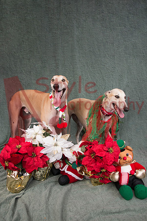 11-15TrumanPoppy1268-4