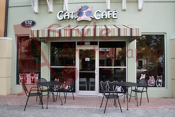 10-16OrlandoCatCafe0100