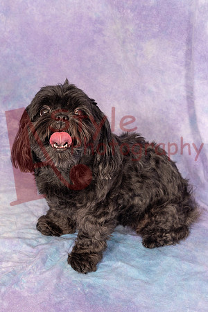 11-22JosieMollyHarley0065