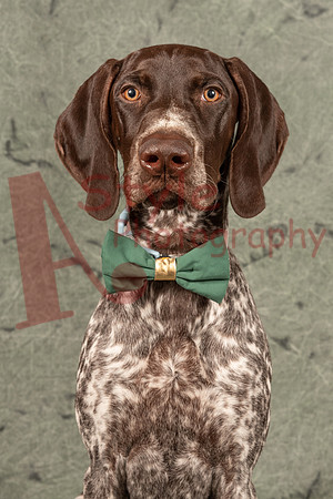 11-22Gustav0797-33686