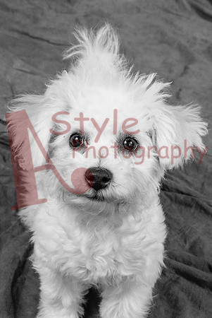 2-17HollieAbbie8681-2