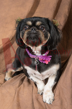 10-17BaileyBentleyBella-2726-6913